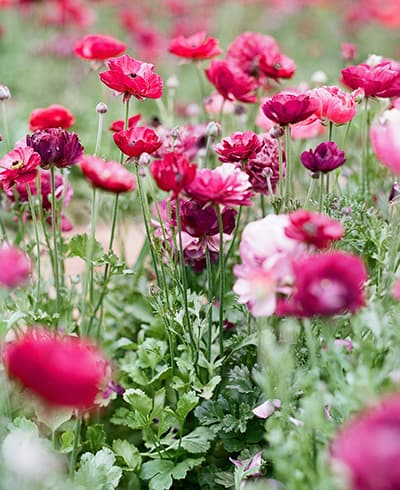 Flower Shop 50